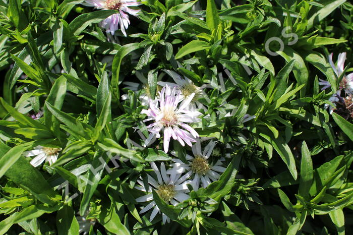 Hvězdnice 'Leucothea' - Aster dumosus 'Leucothea'