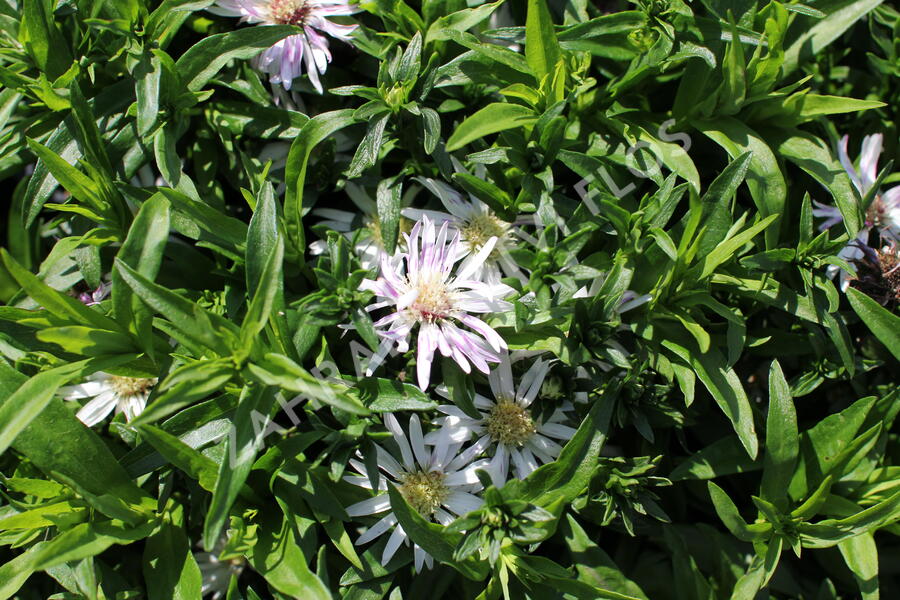 Hvězdnice 'Leucothea' - Aster dumosus 'Leucothea'