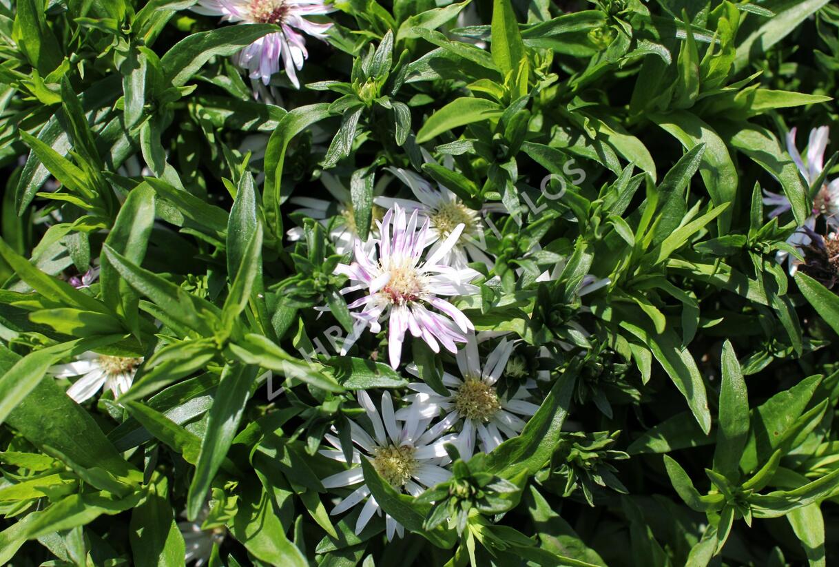 Hvězdnice keříčkovitá 'Leucothea' - Aster dumosus 'Leucothea'