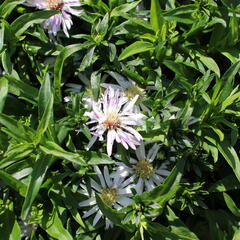 Hvězdnice 'Leucothea' - Aster dumosus 'Leucothea'