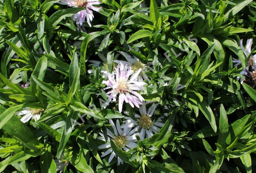 Hvězdnice keříčkovitá 'Leucothea' - Aster dumosus 'Leucothea'