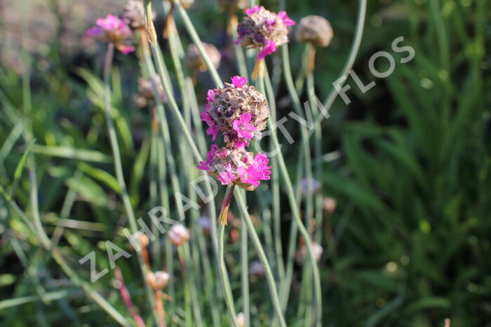 Trávnička přímořská 'Düsseldorfer Stolz' - Armeria maritima 'Düsseldorfer Stolz'