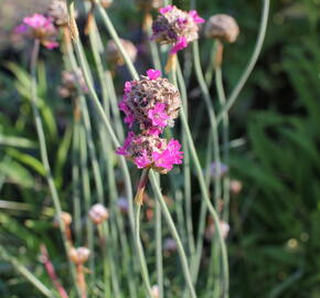 Trávnička přímořská 'Düsseldorfer Stolz'