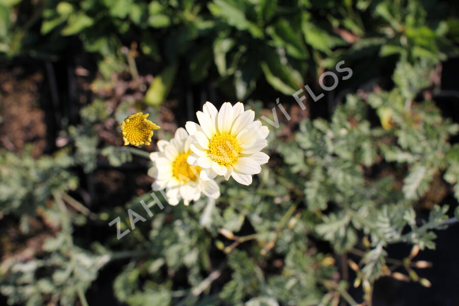 Rmen 'Sauce Hollandaise' - Anthemis 'Sauce Hollandaise'