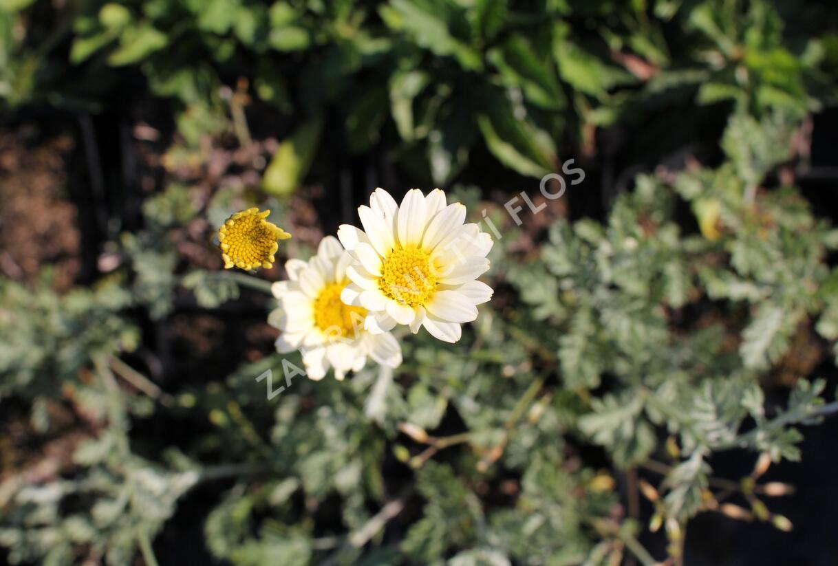 Rmen barvířský 'Sauce Hollandaise' - Anthemis tinctoria 'Sauce Hollandaise'