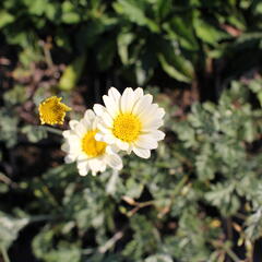 Rmen 'Sauce Hollandaise' - Anthemis 'Sauce Hollandaise'