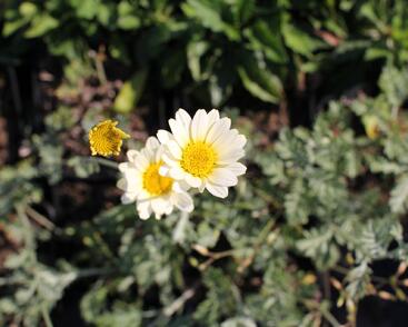 Rmen barvířský 'Sauce Hollandaise'