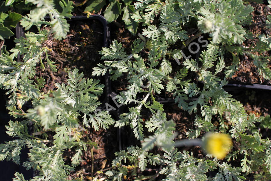 Rmen 'Sauce Hollandaise' - Anthemis 'Sauce Hollandaise'