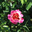 Růže mnohokvětá 'Blushing Babylon Eyes'® - Rosa MK 'Blushing Babylon Eyes'®