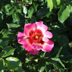 Růže mnohokvětá 'Blushing Babylon Eyes'® - Rosa MK 'Blushing Babylon Eyes'®