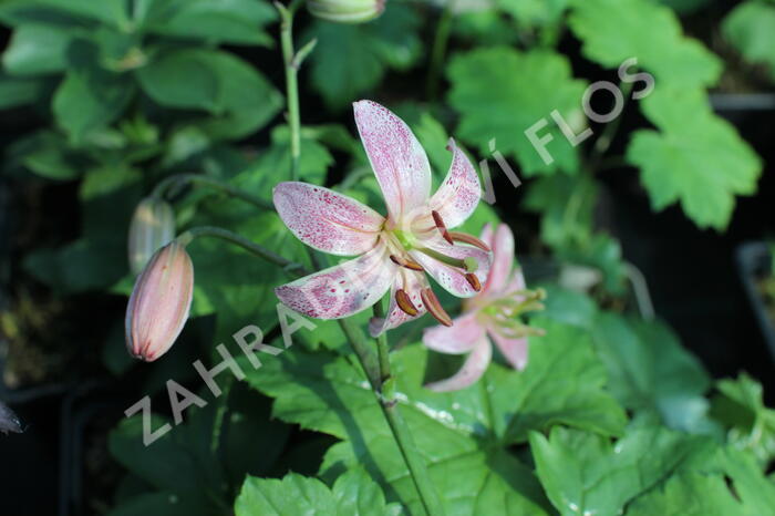 Lilie zlatohlavá 'Pink Morning' - Lilium martagon 'Pink Morning'