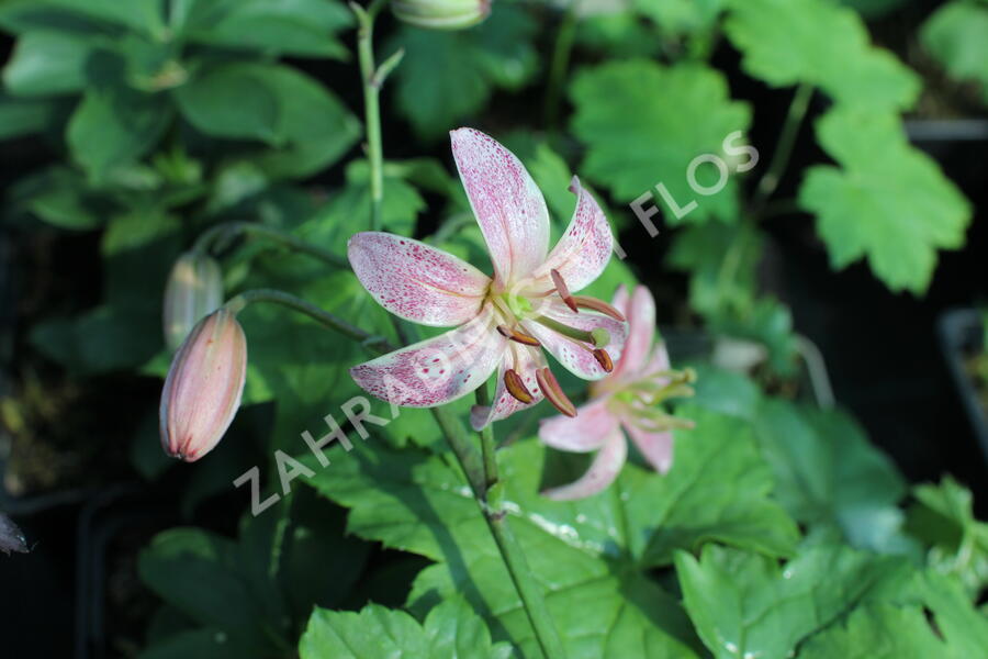 Lilie zlatohlavá 'Pink Morning' - Lilium martagon 'Pink Morning'