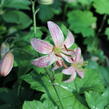 Lilie zlatohlavá 'Pink Morning' - Lilium martagon 'Pink Morning'