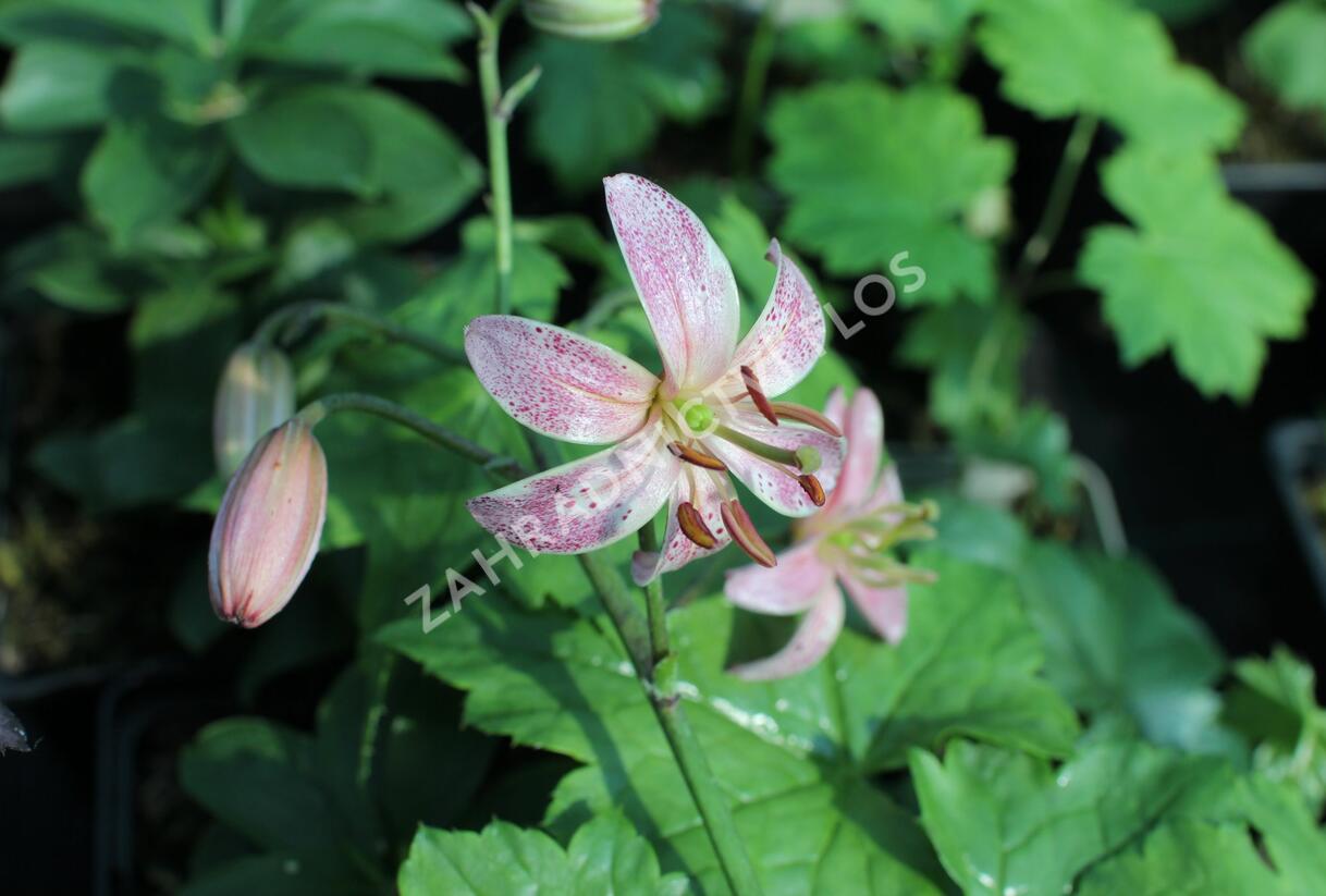 Lilie zlatohlavá 'Pink Morning' - Lilium martagon 'Pink Morning'
