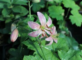 Lilie zlatohlavá 'Pink Morning' - Lilium martagon 'Pink Morning'