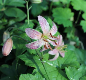 Lilie zlatohlavá 'Pink Morning' - Lilium martagon 'Pink Morning'