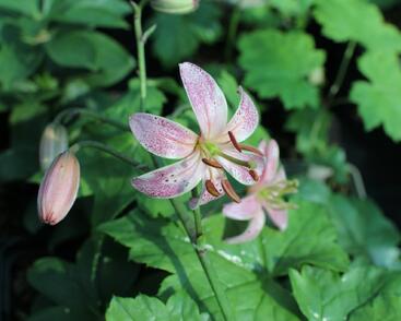 Lilie zlatohlavá 'Pink Morning'