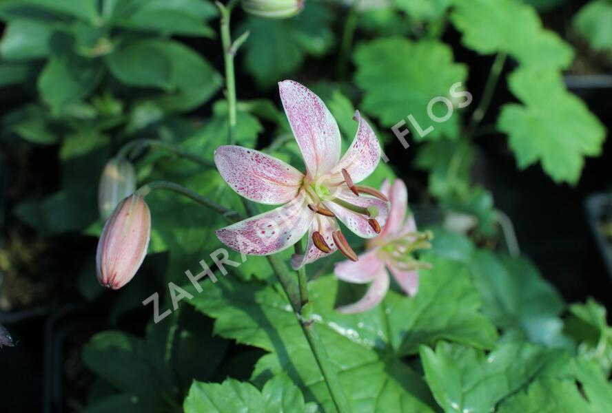Lilie zlatohlavá 'Pink Morning' - Lilium martagon 'Pink Morning'