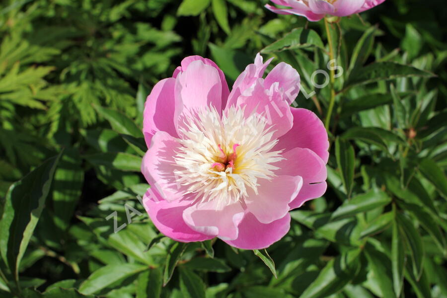 Pivoňka bělokvětá 'Bowl of Beauty' - Paeonia lactiflora 'Bowl of Beauty'