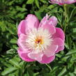 Pivoňka bělokvětá 'Bowl of Beauty' - Paeonia lactiflora 'Bowl of Beauty'