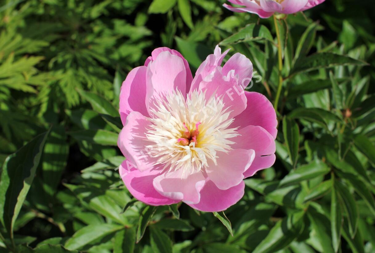 Pivoňka bělokvětá 'Bowl of Beauty' - Paeonia lactiflora 'Bowl of Beauty'