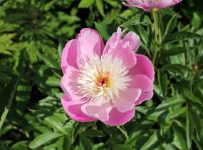 Pivoňka bělokvětá 'Bowl of Beauty' - Paeonia lactiflora 'Bowl of Beauty'