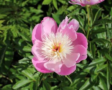 Pivoňka bělokvětá 'Bowl of Beauty'