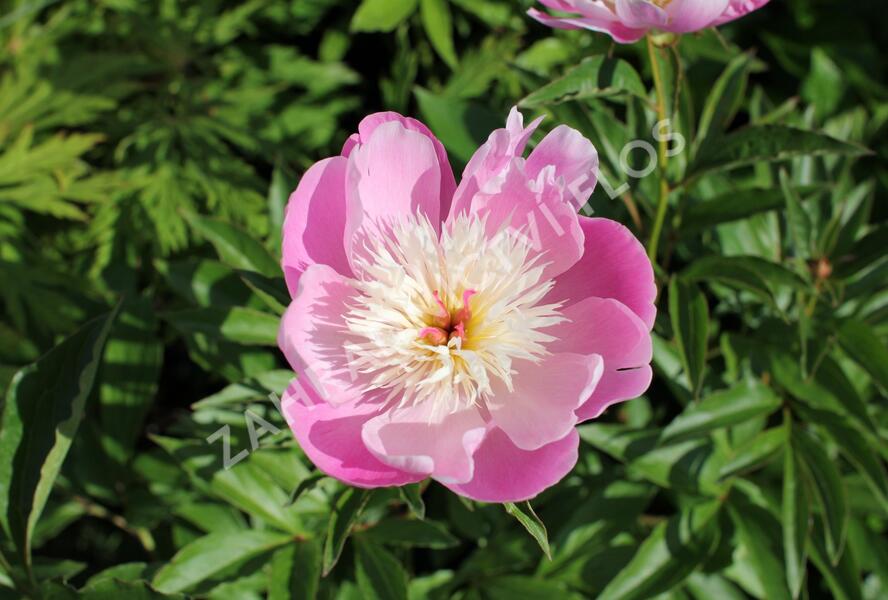 Pivoňka bělokvětá 'Bowl of Beauty' - Paeonia lactiflora 'Bowl of Beauty'