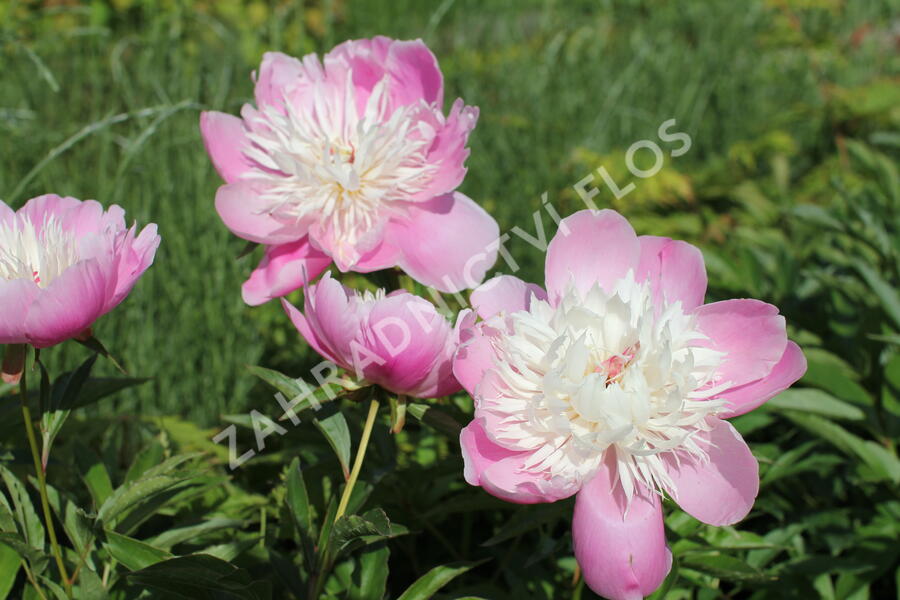 Pivoňka bělokvětá 'Bowl of Beauty' - Paeonia lactiflora 'Bowl of Beauty'
