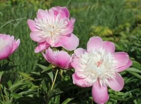 Pivoňka bělokvětá 'Bowl of Beauty' - Paeonia lactiflora 'Bowl of Beauty'