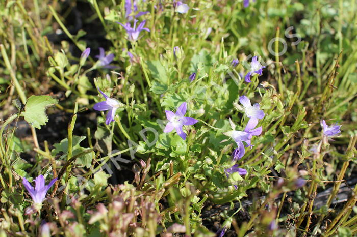 Zvonek Poscharkův 'Stella' - Campanula poscharskyana 'Stella'