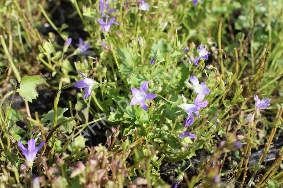 Zvonek Poscharkův 'Stella' - Campanula poscharskyana 'Stella'