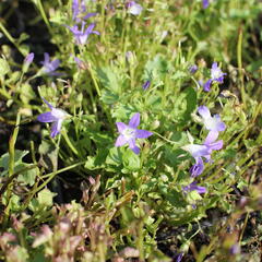 Zvonek Poscharkův 'Stella' - Campanula poscharskyana 'Stella'