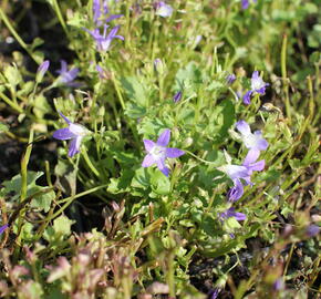 Zvonek Poscharkův 'Stella' - Campanula poscharskyana 'Stella'