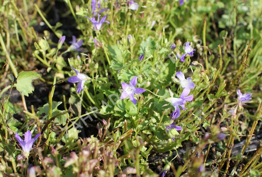 Zvonek Poscharkův 'Stella' - Campanula poscharskyana 'Stella'