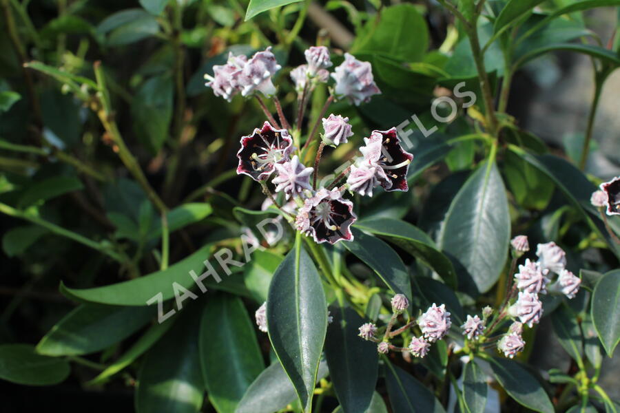 Mamota širokolistá 'Mitternacht' - Kalmia latifolia 'Mitternacht'