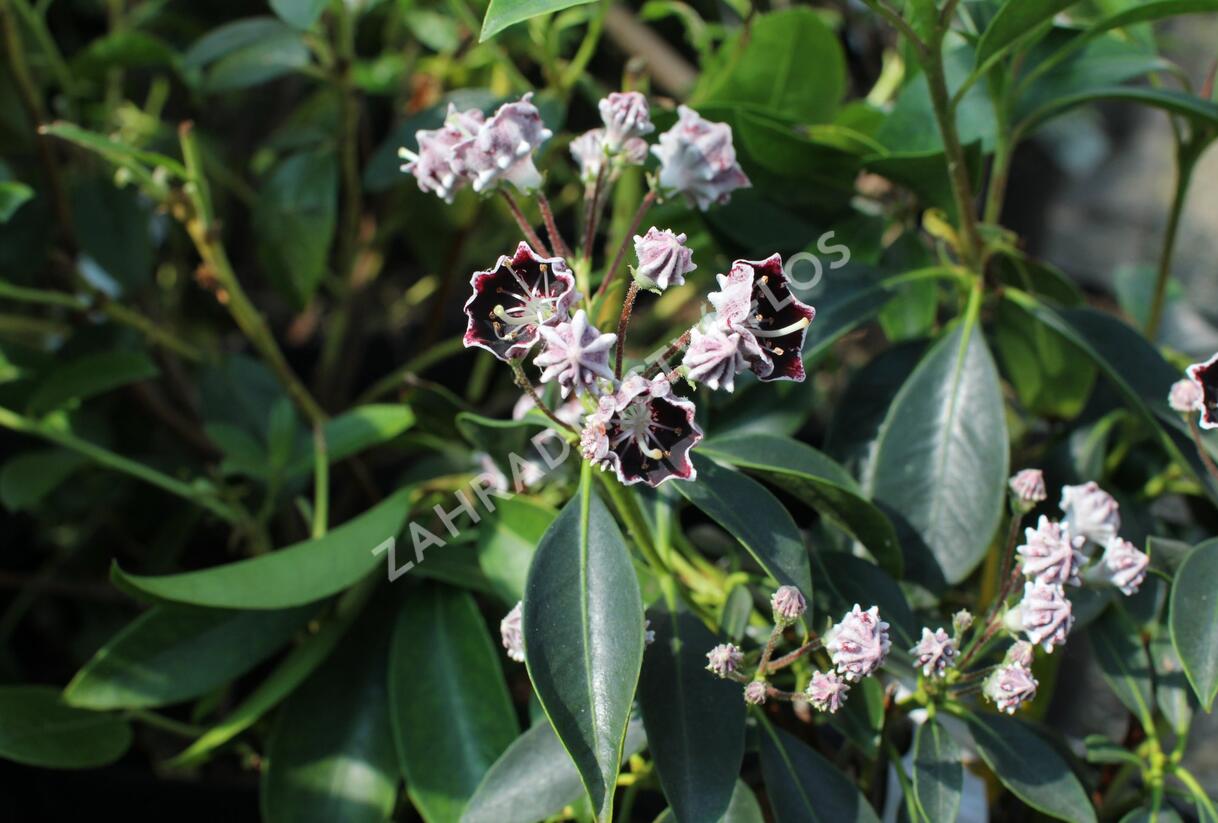 Mamota širokolistá 'Mitternacht' - Kalmia latifolia 'Mitternacht'