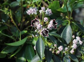 Mamota širokolistá 'Mitternacht' - Kalmia latifolia 'Mitternacht'