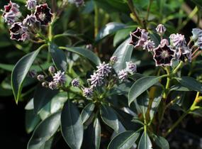 Mamota širokolistá 'Mitternacht' - Kalmia latifolia 'Mitternacht'