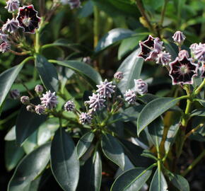 Mamota širokolistá 'Mitternacht' - Kalmia latifolia 'Mitternacht'