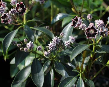 Mamota širokolistá 'Mitternacht'