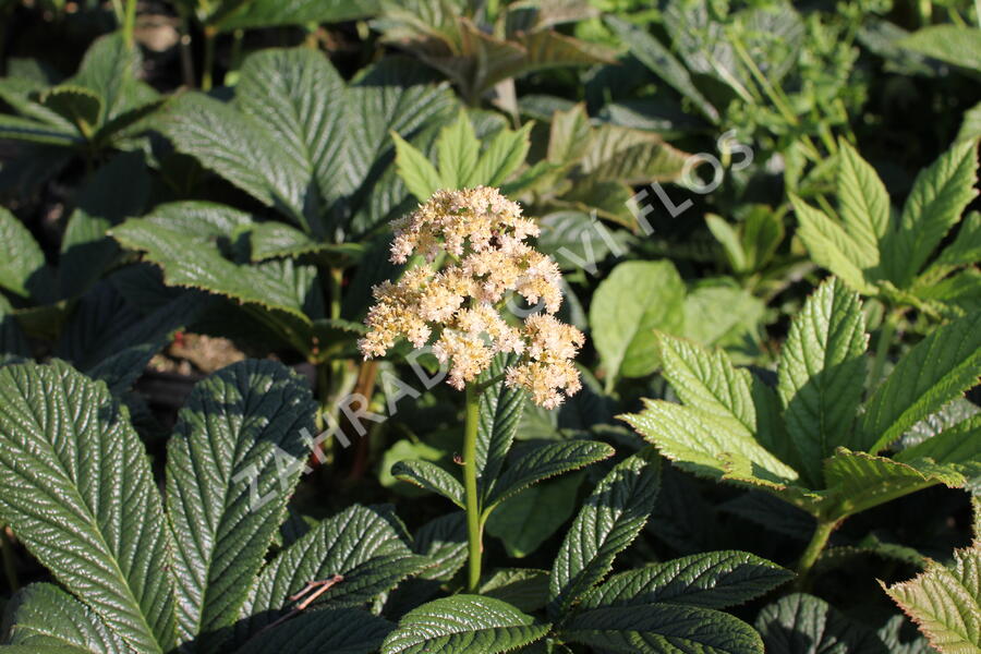 Rodgersie 'Superba' - Rodgersia pinnata 'Superba'