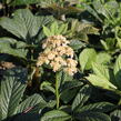 Rodgersie 'Superba' - Rodgersia pinnata 'Superba'