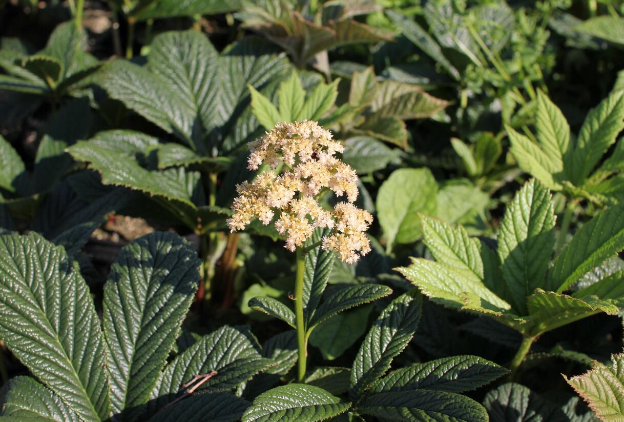 Rodgersie 'Superba' - Rodgersia pinnata 'Superba'
