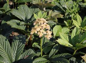 Rodgersie 'Superba' - Rodgersia pinnata 'Superba'