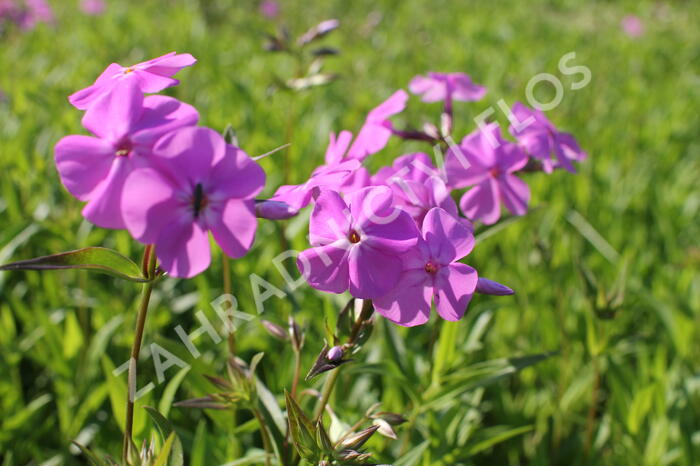 Plamenka karolinina 'Bill Baker' - Phlox carolina 'Bill Baker'