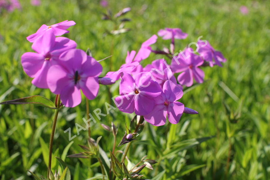 Plamenka carolina 'Bill Baker' - Phlox carolina 'Bill Baker'