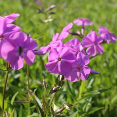 Plamenka karolinina 'Bill Baker' - Phlox carolina 'Bill Baker'