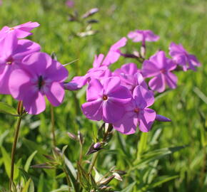 Plamenka carolina 'Bill Baker' - Phlox carolina 'Bill Baker'