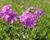 Plamenka karolinina 'Bill Baker'